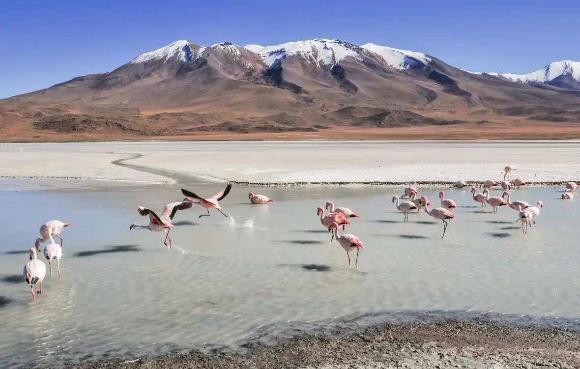 !pixabay-bolivia-flamingos-4919079