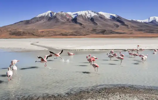 Country photo of Bolivia