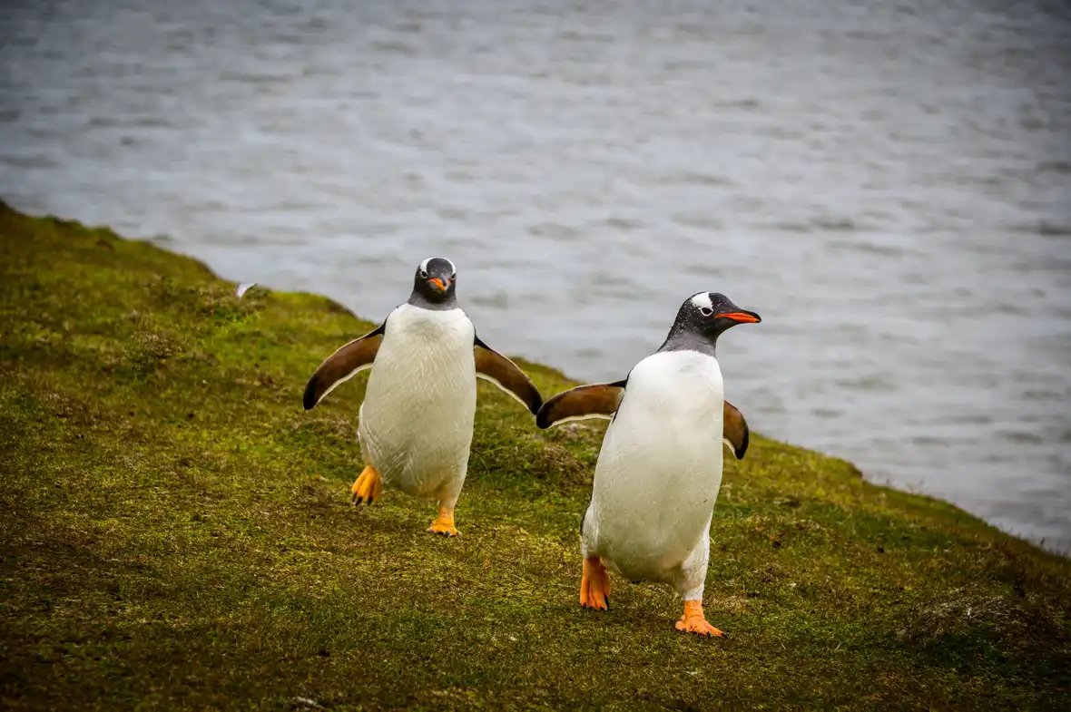 pixabay-falkland islands - penguins-5208545