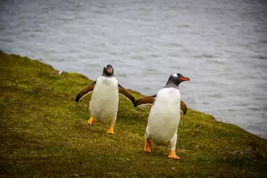 Falkland Islands