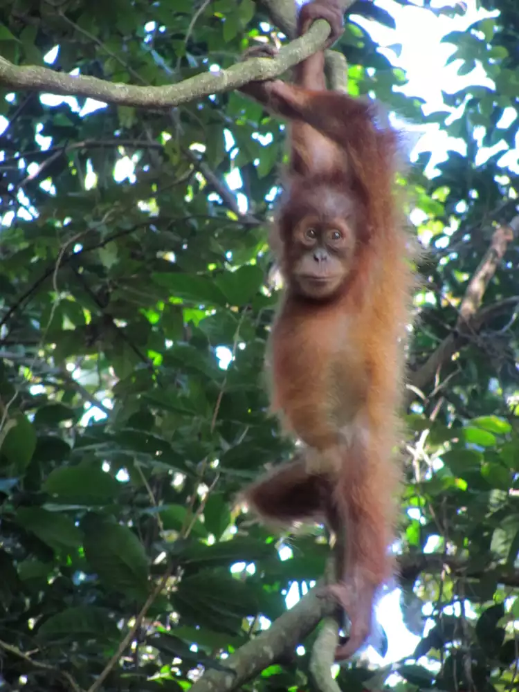 Take your backpack - Indonesia - 66