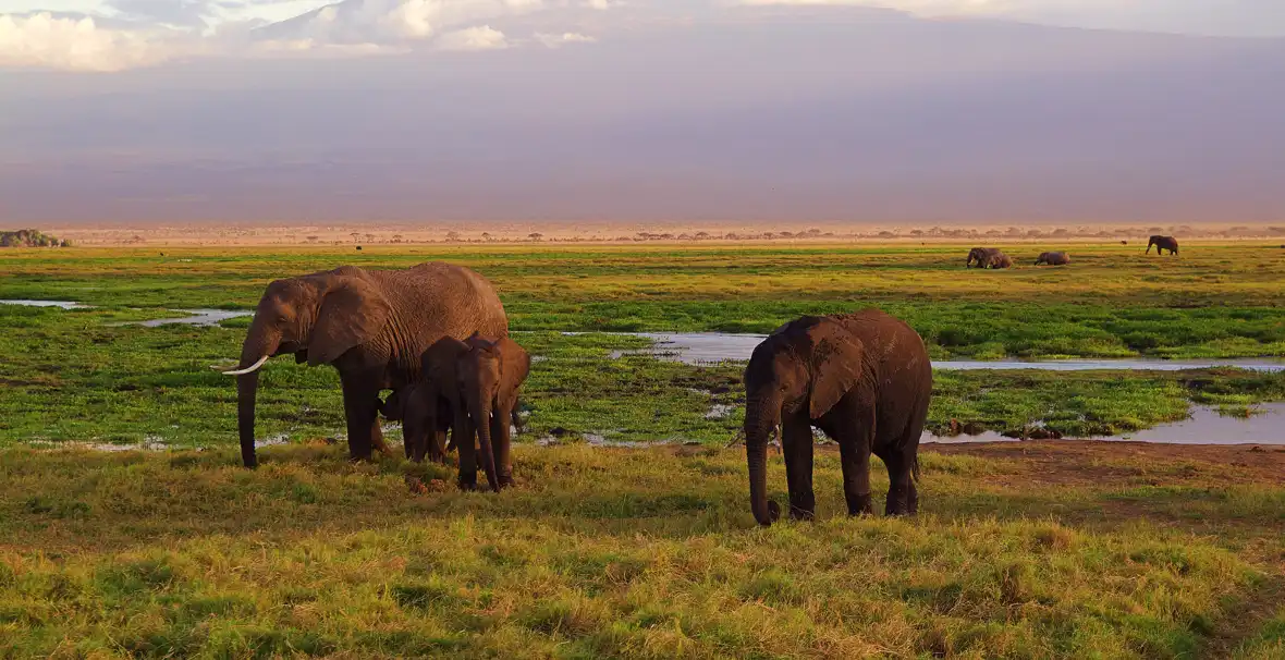 kenya-pixabay-elephants-4275741 2