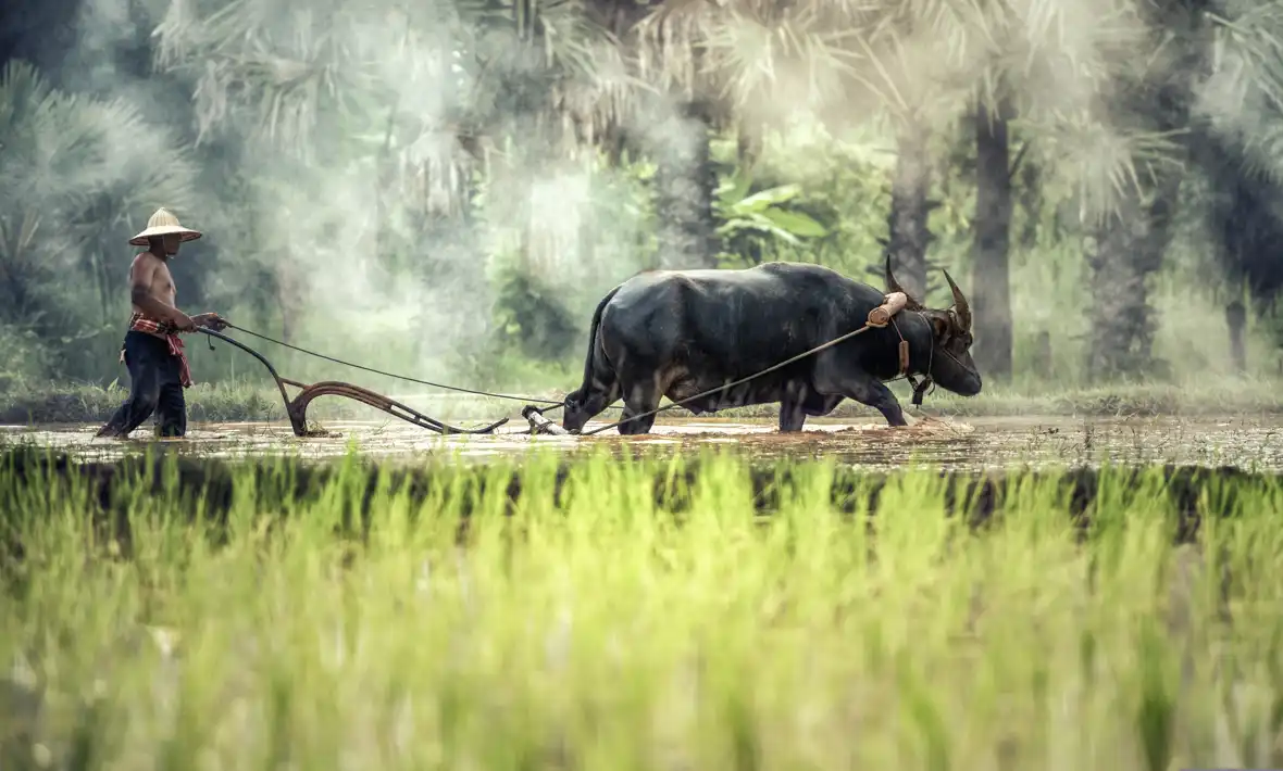 laos - pixabay - buffalo-1822574