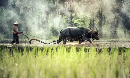 Country photo of Laos