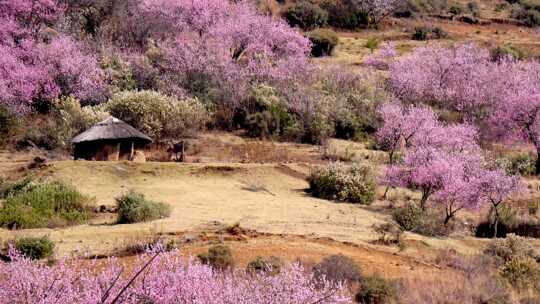 Country photo of Lesotho