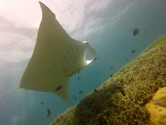 Micronesia
