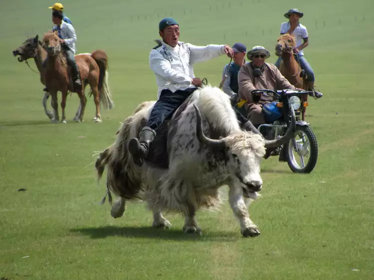 Take your backpack - The one and only true yak festival - 0