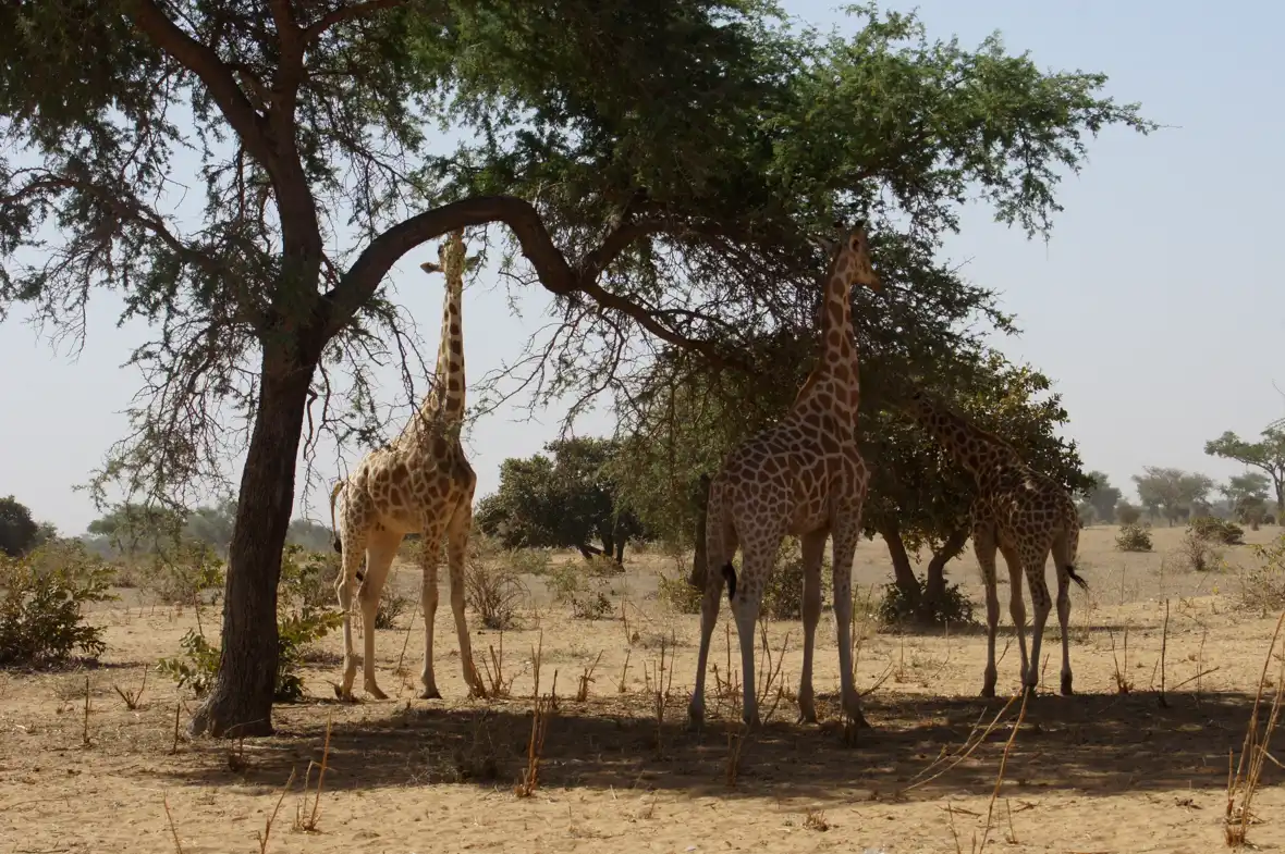 pixabay - niger - giraffes-1279140