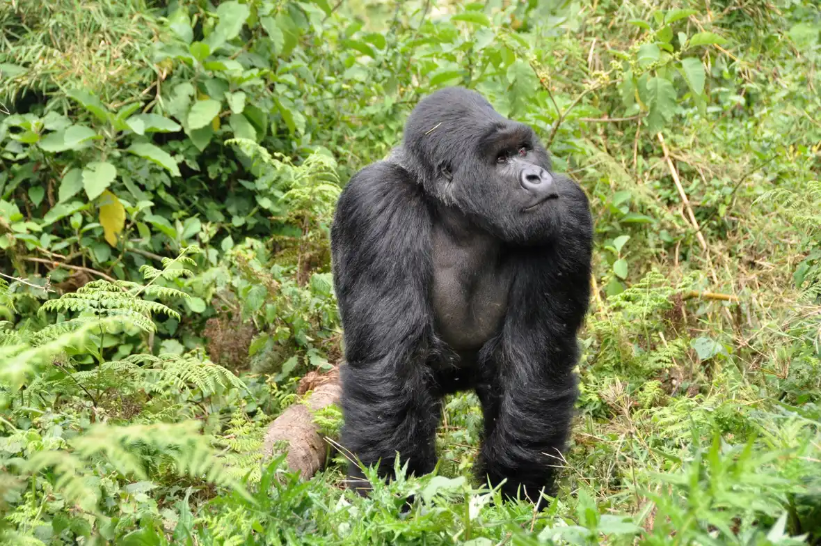 !pixabay - rwanda-gorillas-474728