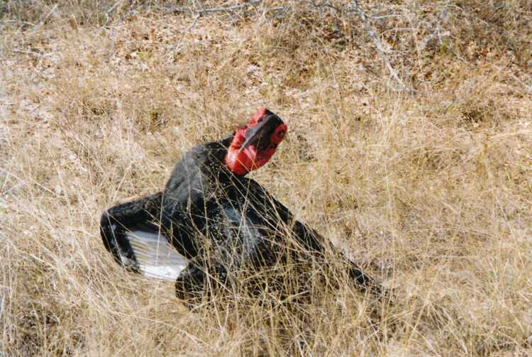 Take your backpack - South Africa - 11