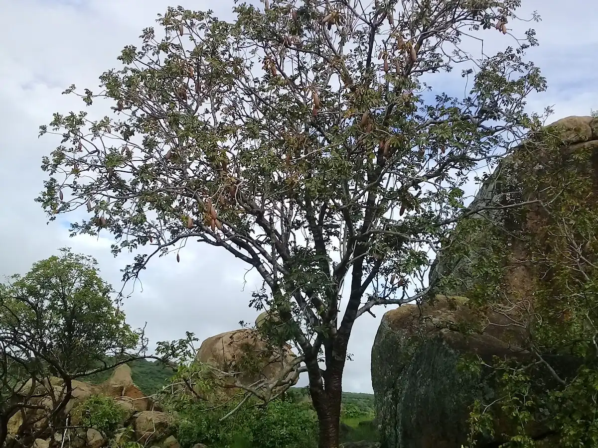 angola-national-park-iona-national-park