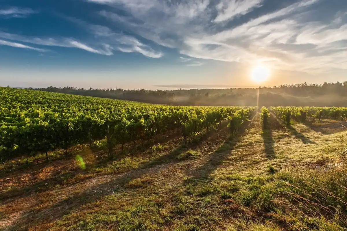 australia-region-barossa-valley