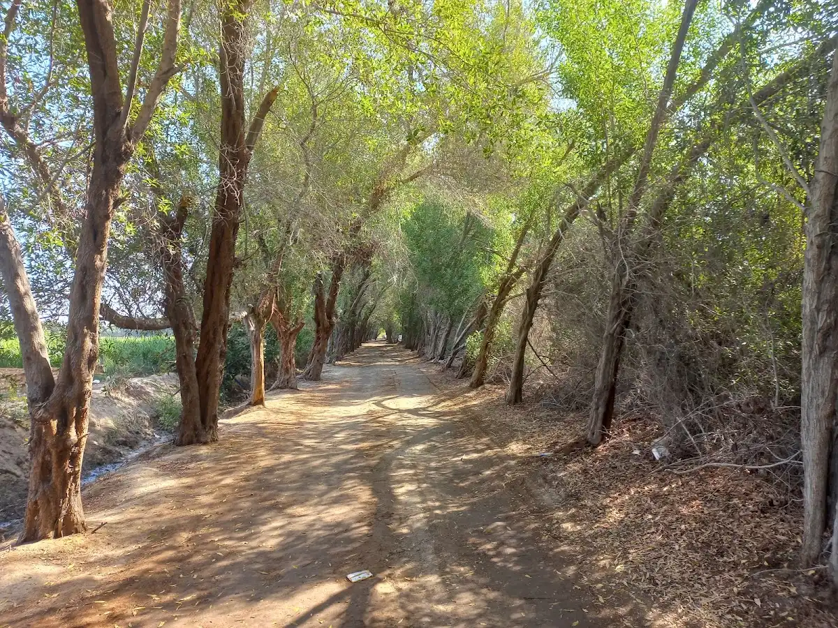 bahrain-national-park-karzakan-forest