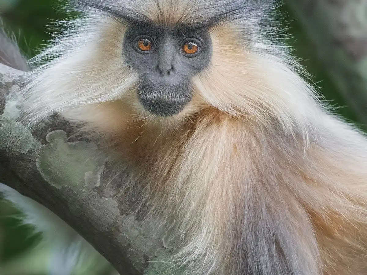 bhutan-national-park-royal-manas-national-park v1