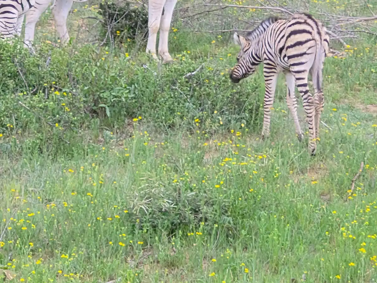 botswana-national-park-mokolodi-nature-reserve v1