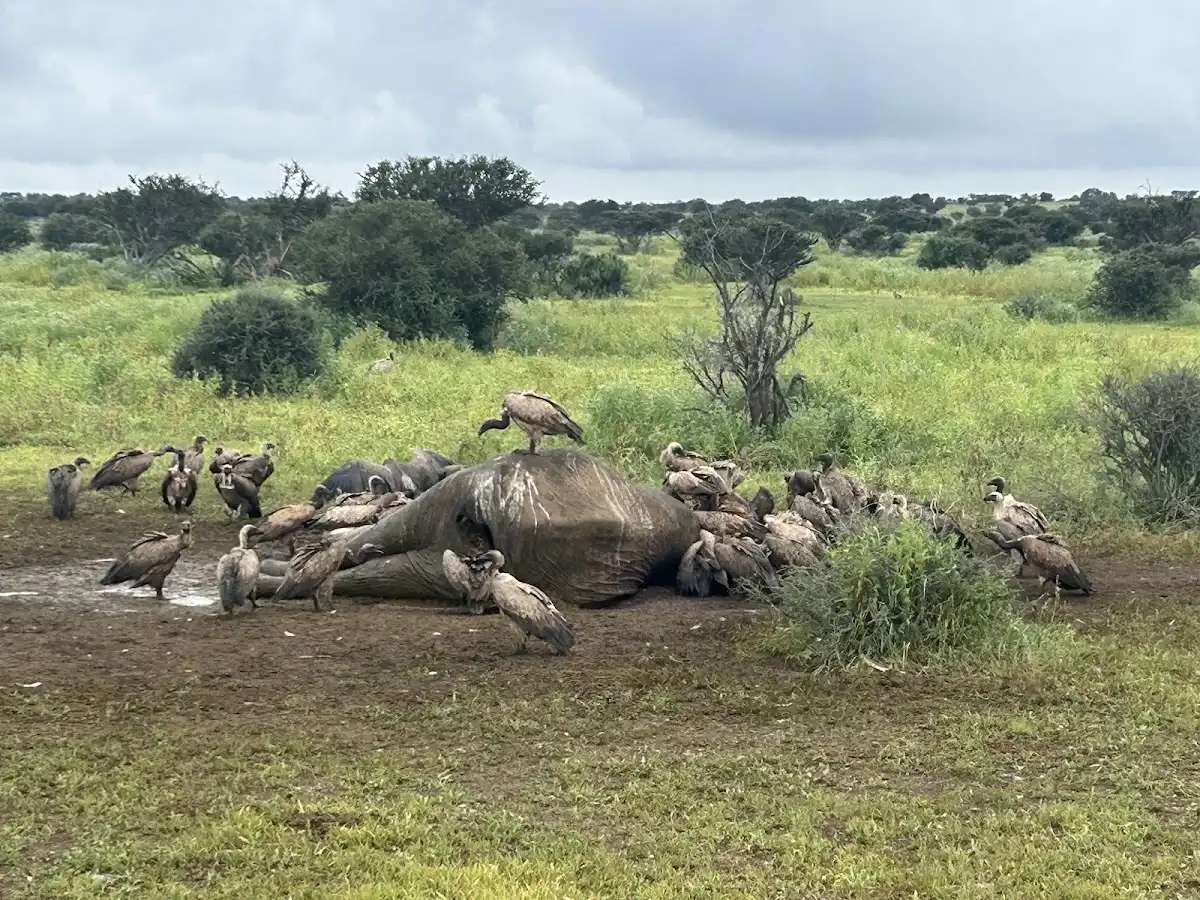 botswana-national-park-tuli-block v1