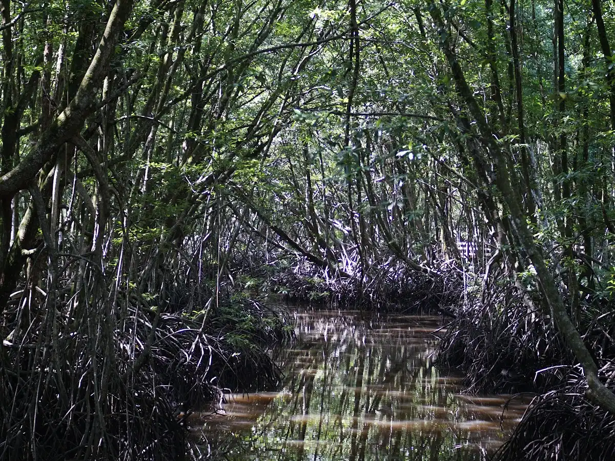 brunei-unique-site-pulau-selirong