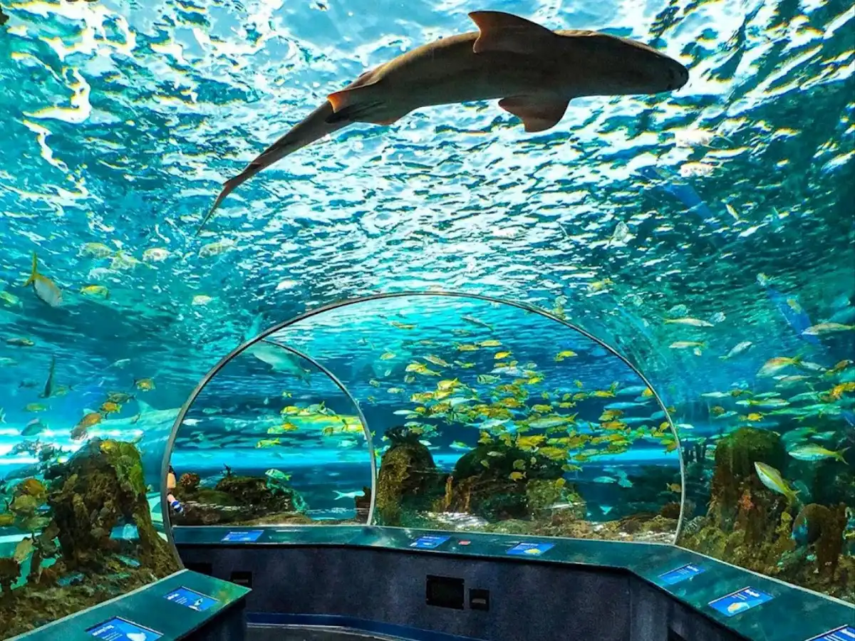 canada-attraction-ripleys-aquarium-of-canada