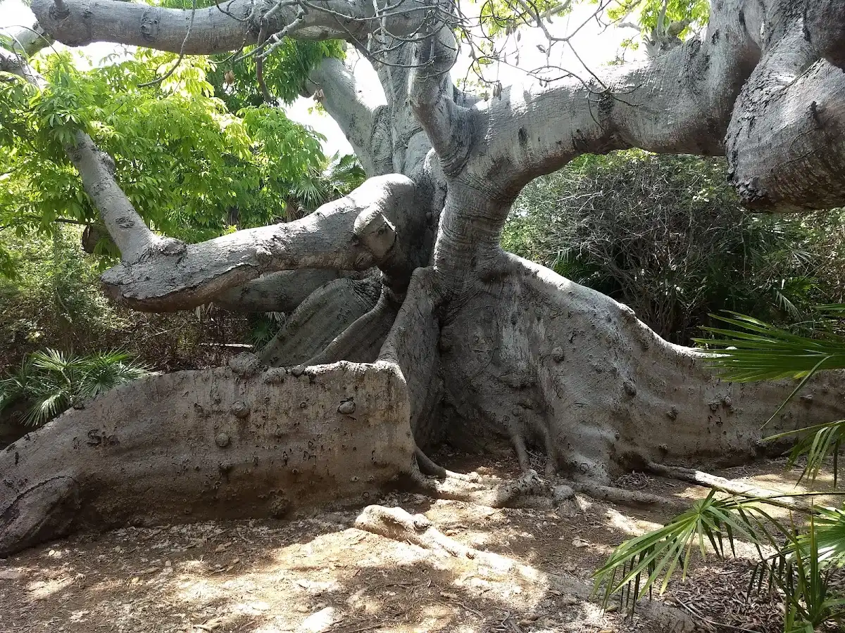 curacao-national-park-hofi-pastor-nature-reserve