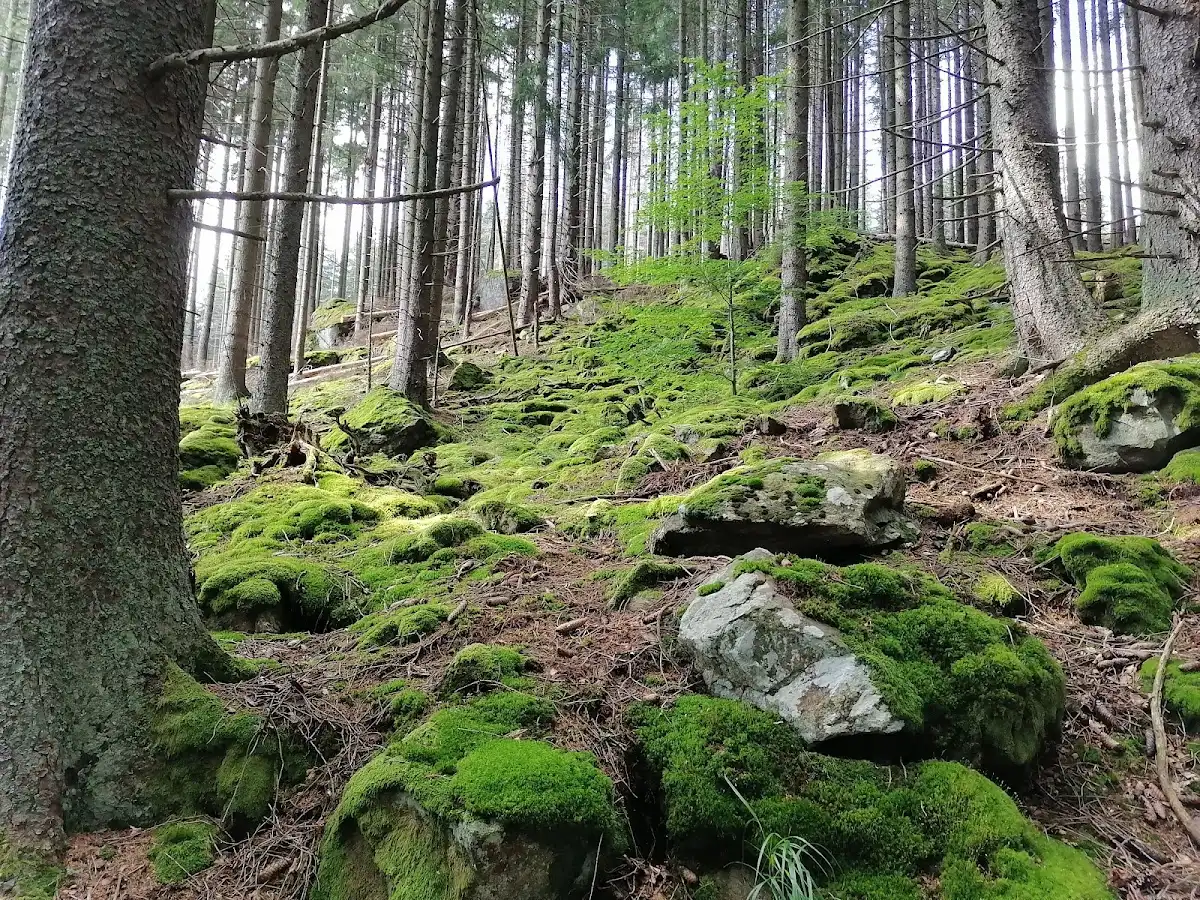 czechia-hike-sumavas-boubin-forest