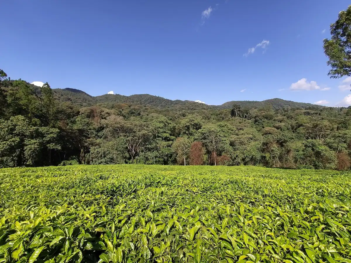 democratic-republic-of-the-congo-national-park-yangambi-biosphere-reserve v1