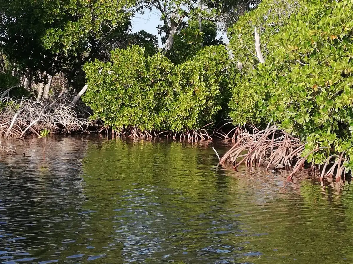 djibouti-hike-godoria-mangroves