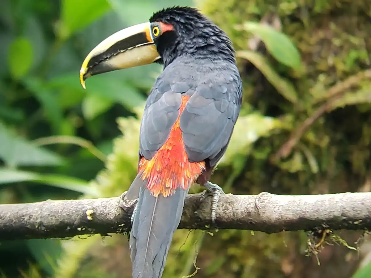 ecuador-national-park-mindo-cloud-forest