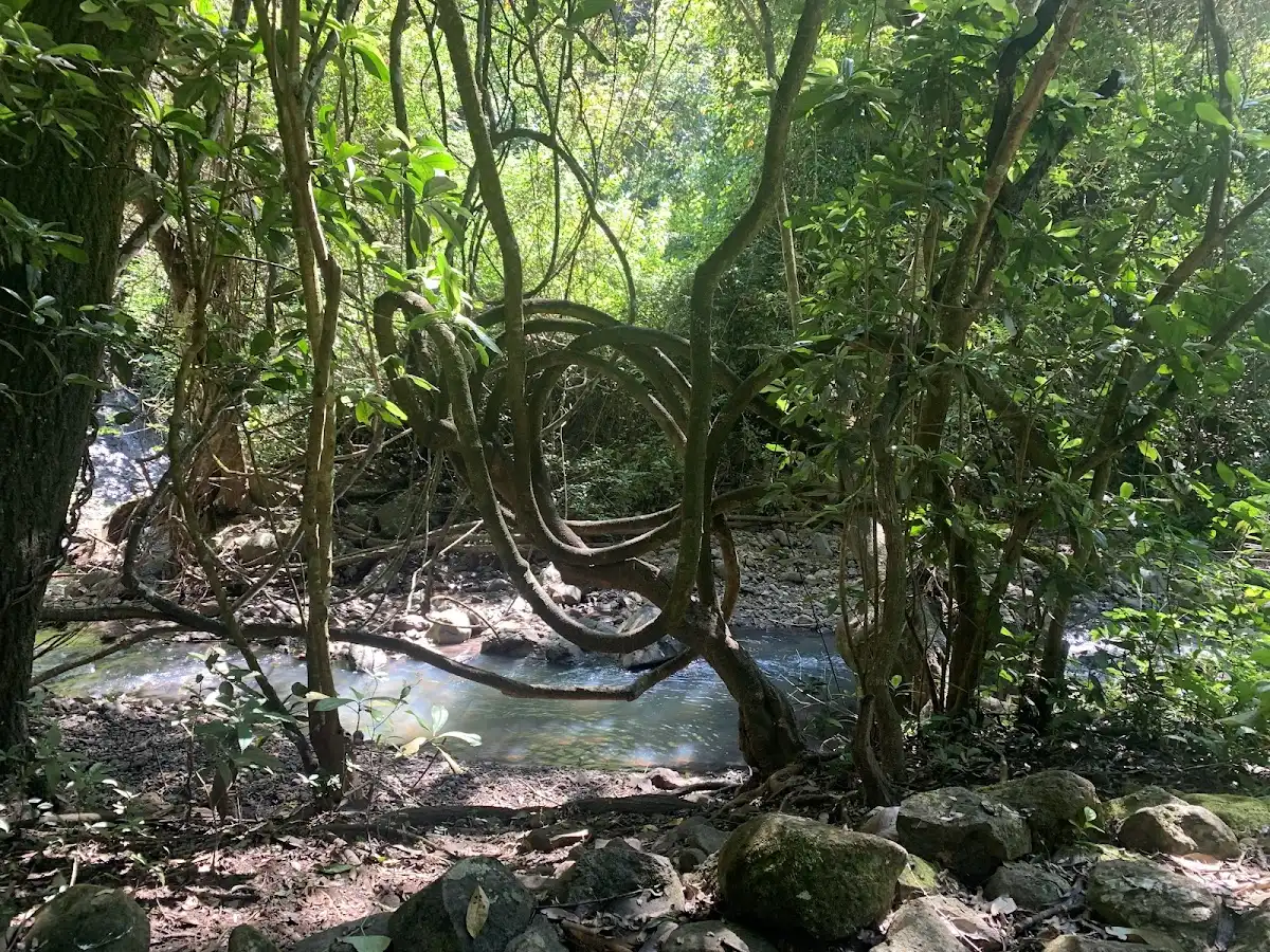el-salvador-hike-cinquera-forest-trail