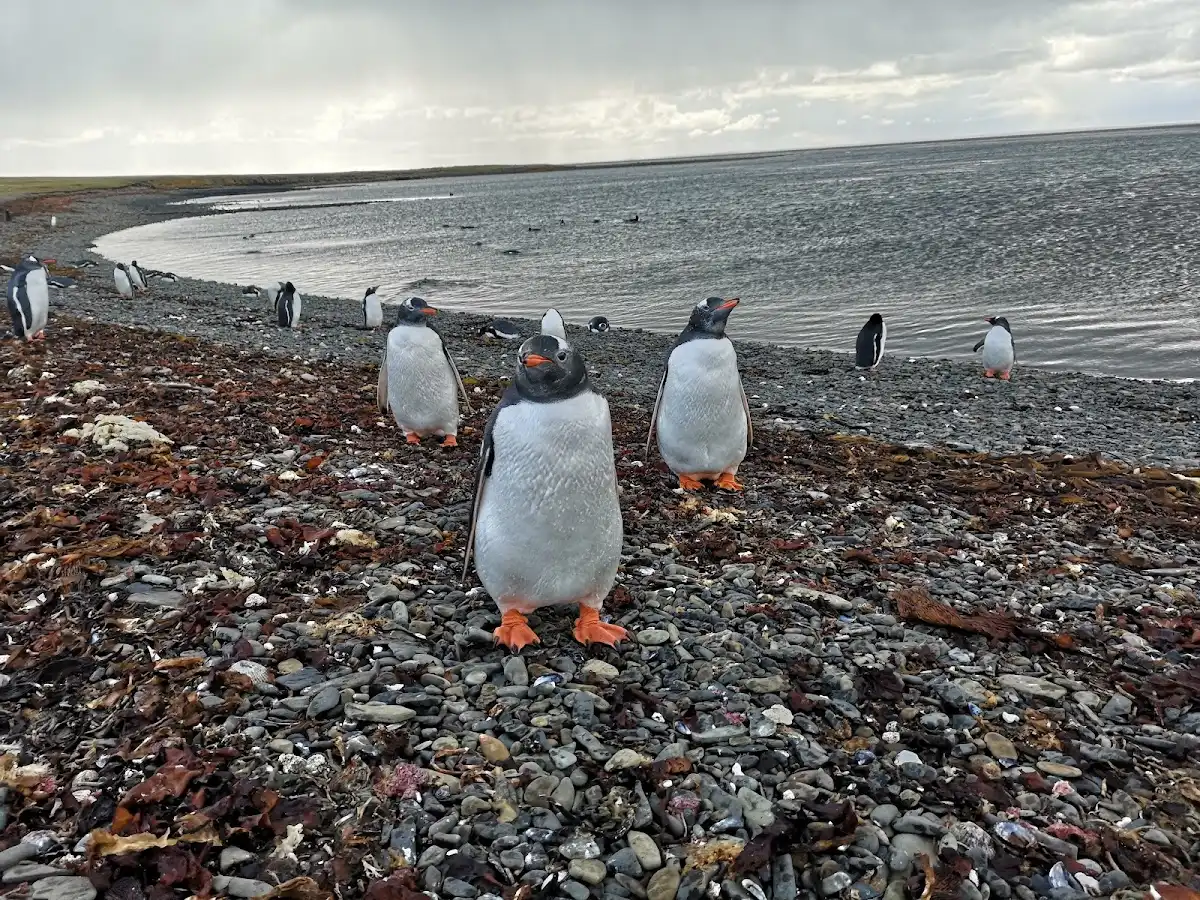falkland-islands-region-bleaker-island
