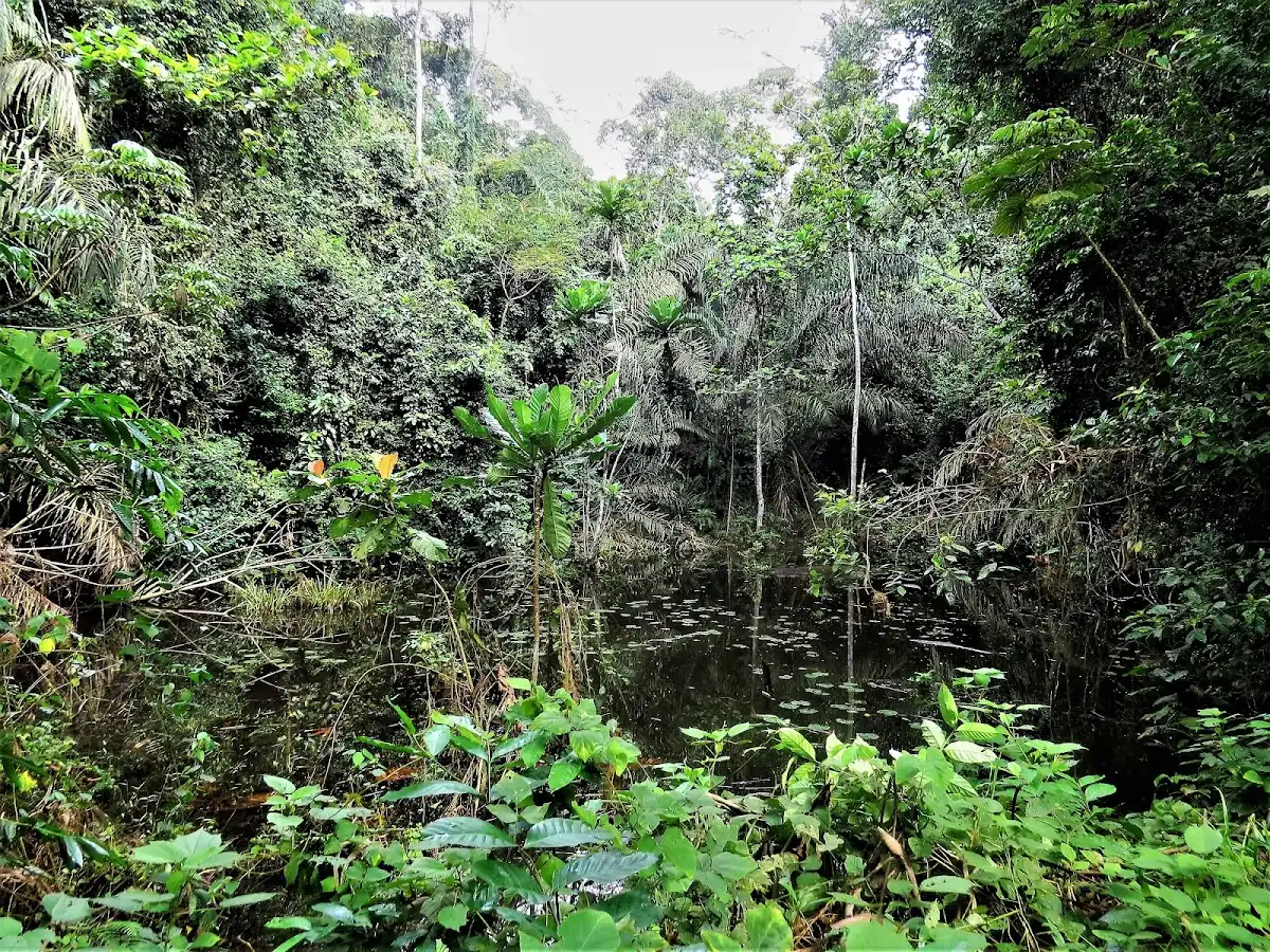 ghana-national-park-nini-suhien-national-park