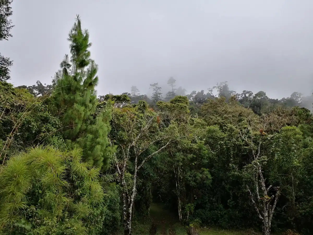 guatemala-national-park-sierra-de-las-minas-biosphere-reserve