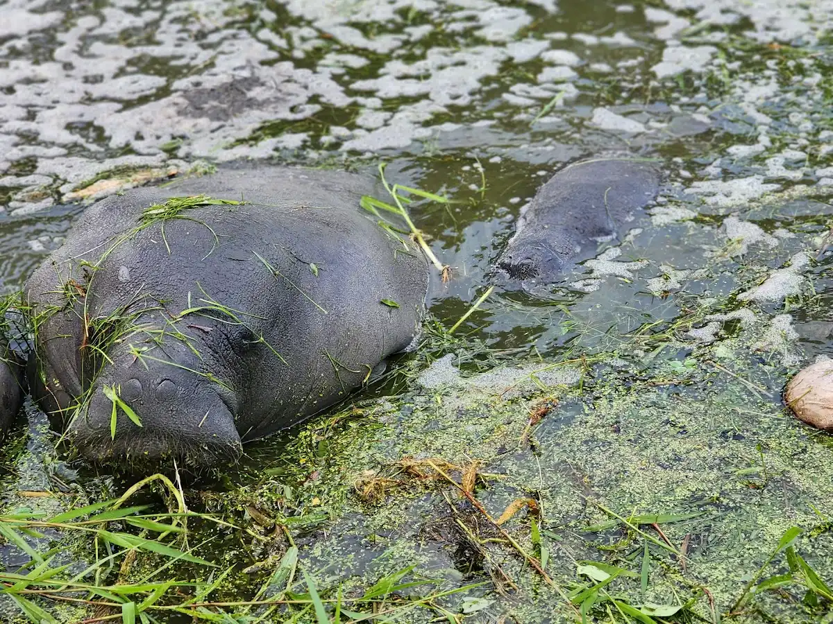 guyana-national-park-kanashen-community-owned-conservation-area