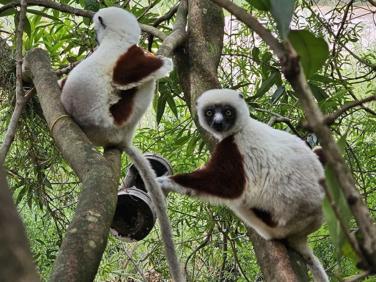 madagascar-attraction-lemurs-park-near-antananarivo v1