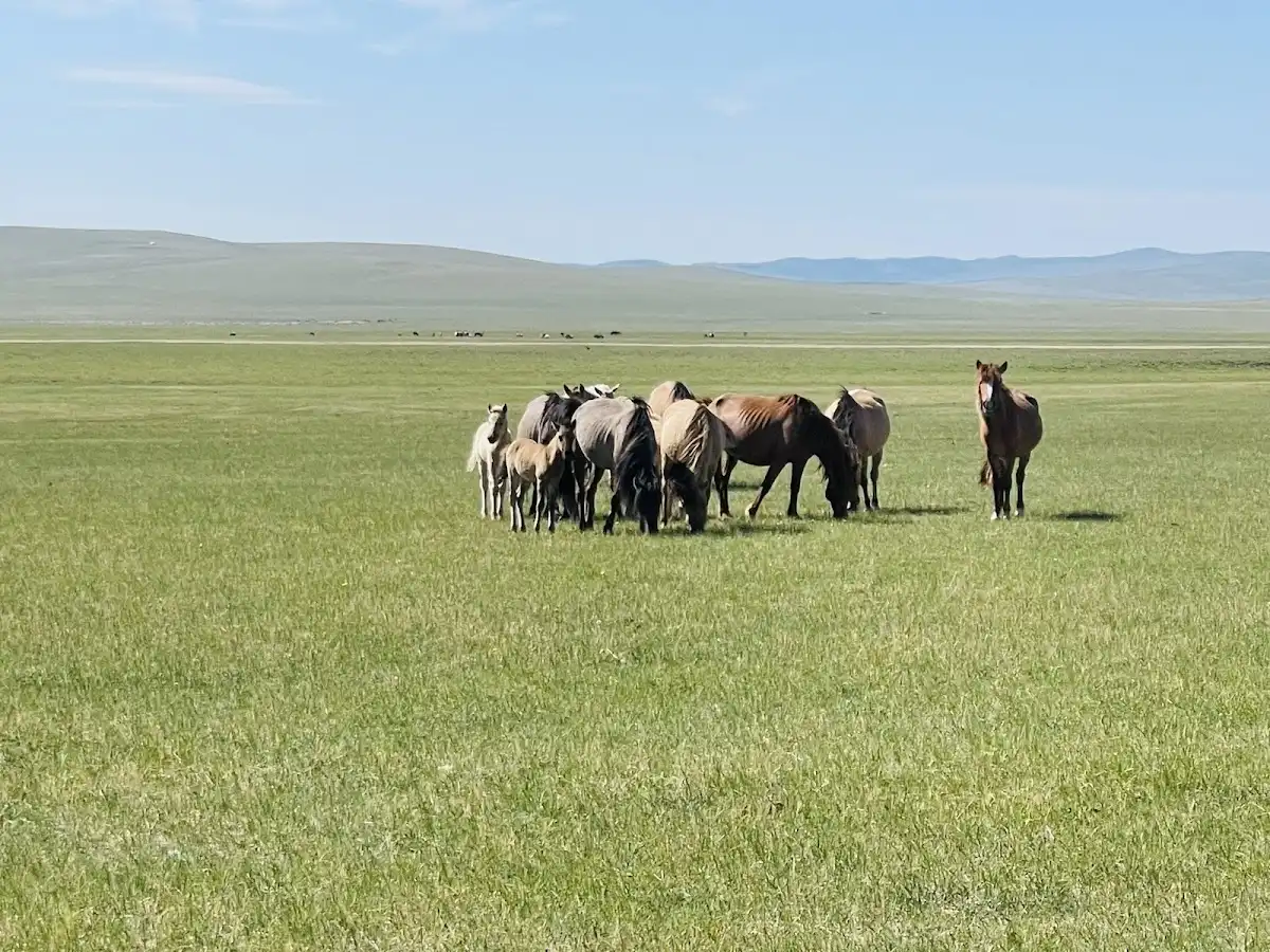 mongolia-region-khentii-mountains