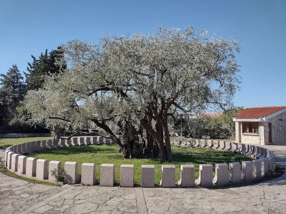 montenegro-unique-site-stara-maslina