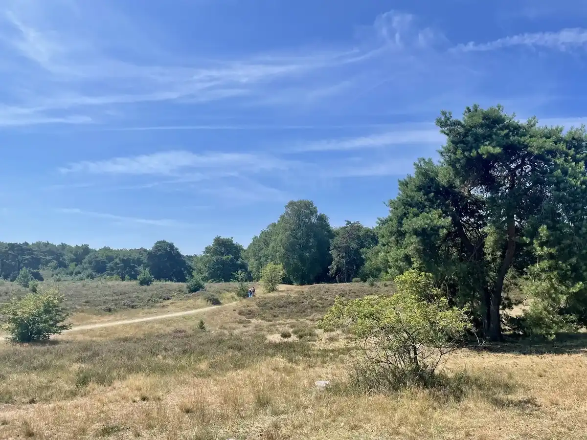 netherlands-national-park-brunssummerheide