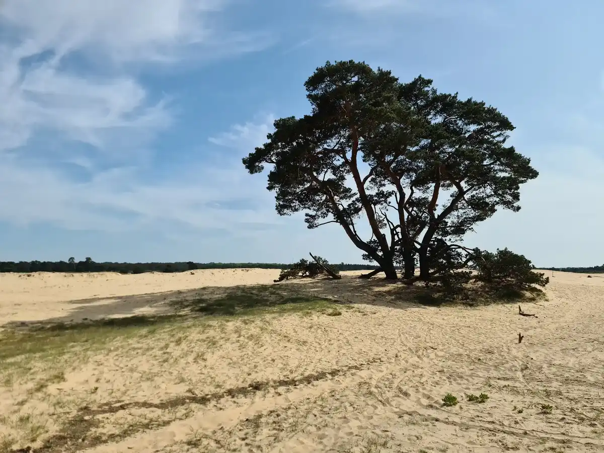 netherlands-national-park-de-hoge-veluwe