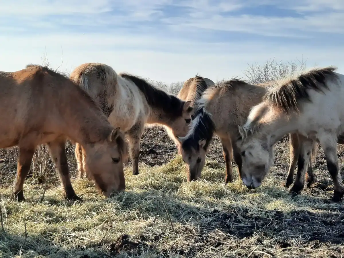netherlands-national-park-oostvaardersplassen