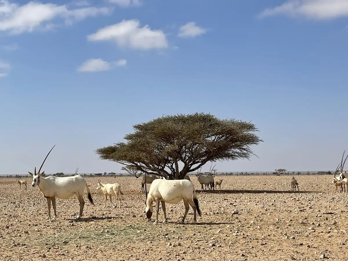 oman-national-park-al-wusta-wildlife-reserve