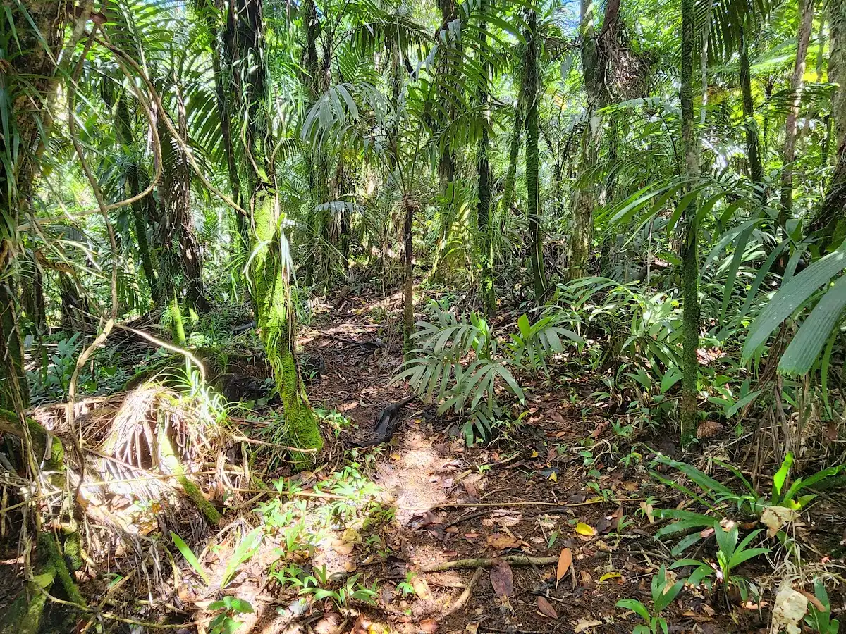 palau-hike-elauesachel-trail
