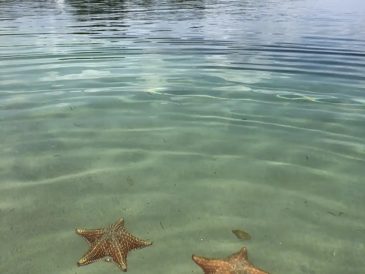 panama-beach-starfish-beach