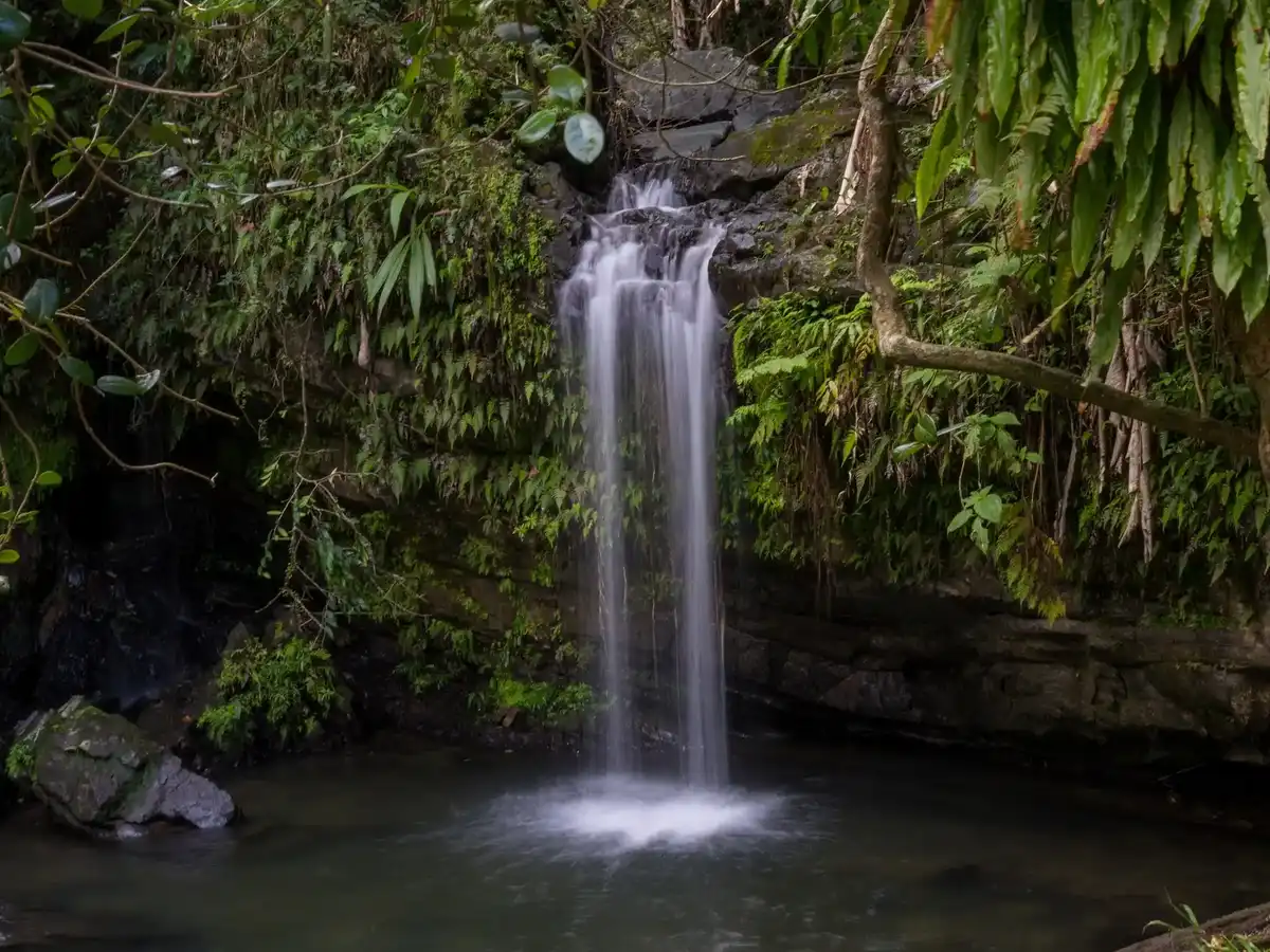 puerto-rico-national-park-el-yunque-national-forest