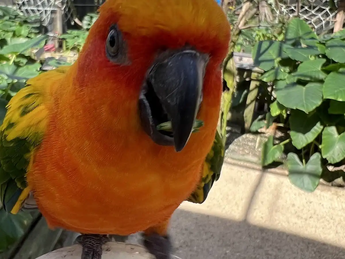 sint-maarten-national-park-parotte-ville-bird-park v1