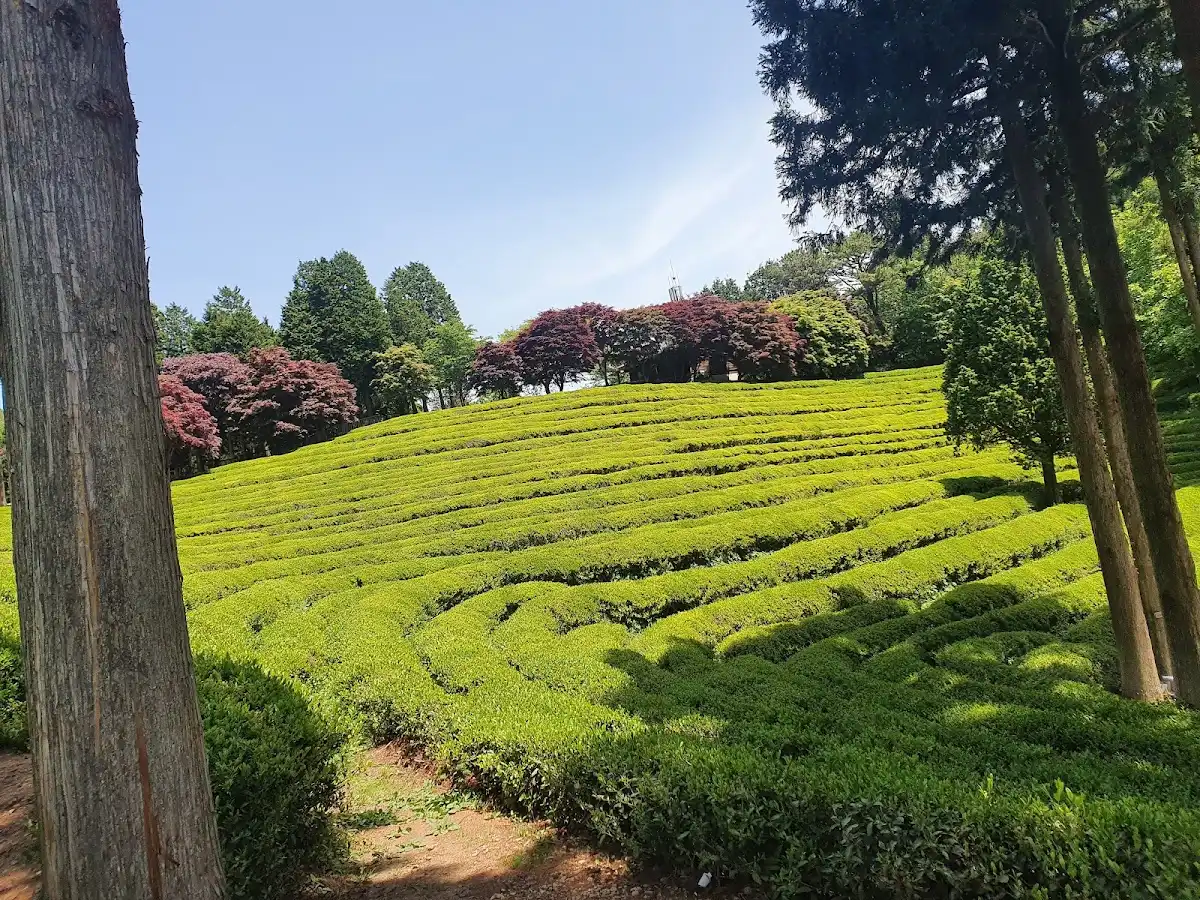 south-korea-city-boseong
