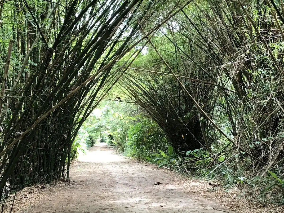 suriname-national-park-peperpot-nature-park