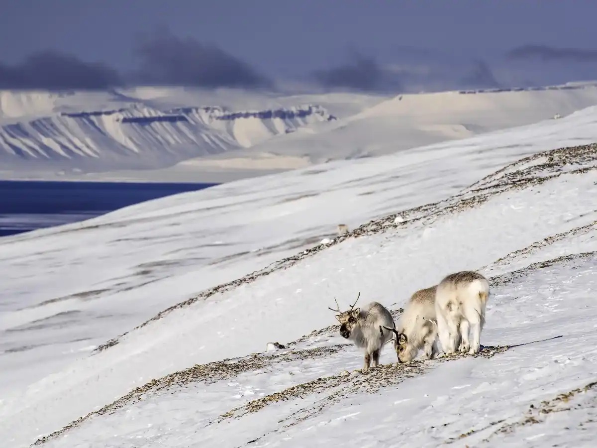 svalbard-national-park-sassen-bunsow-land-national-park