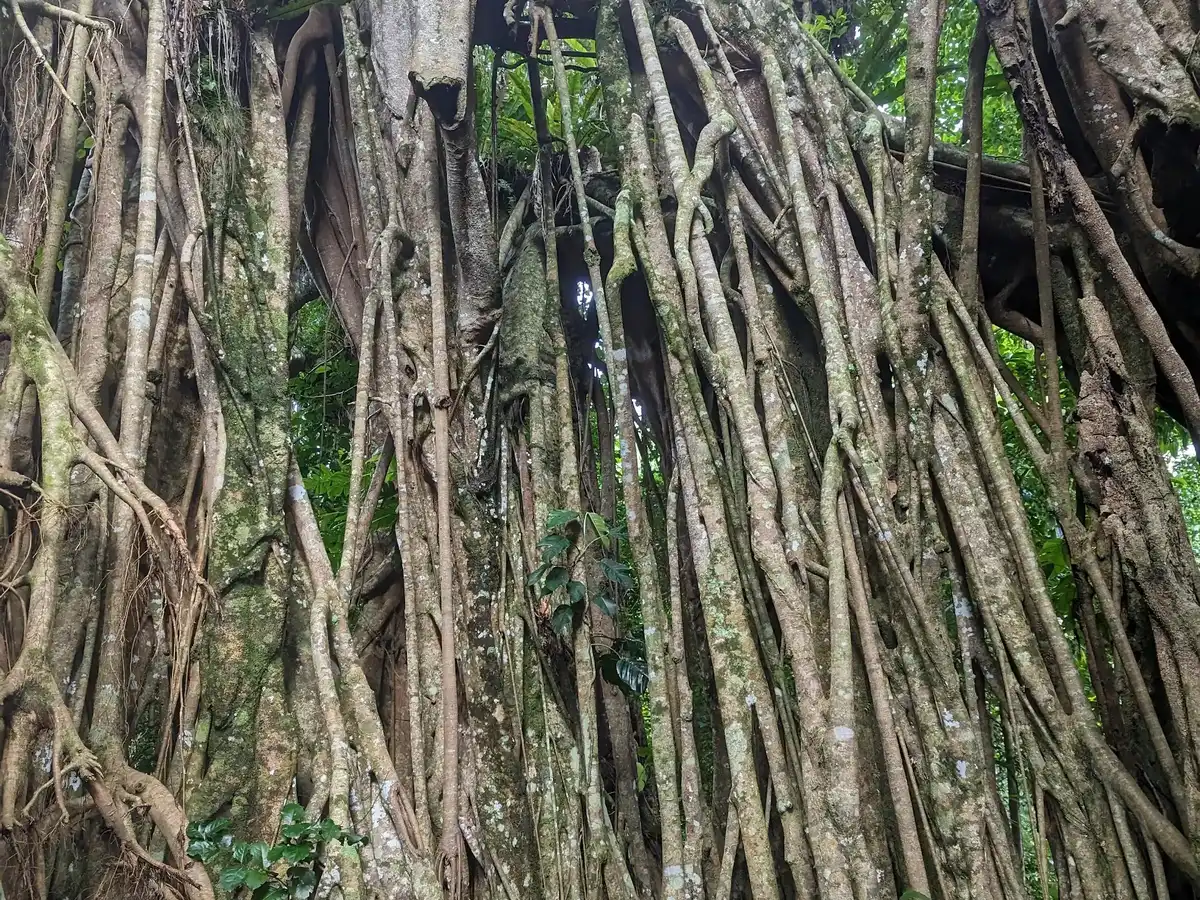 tonga-national-park-eua-national-park