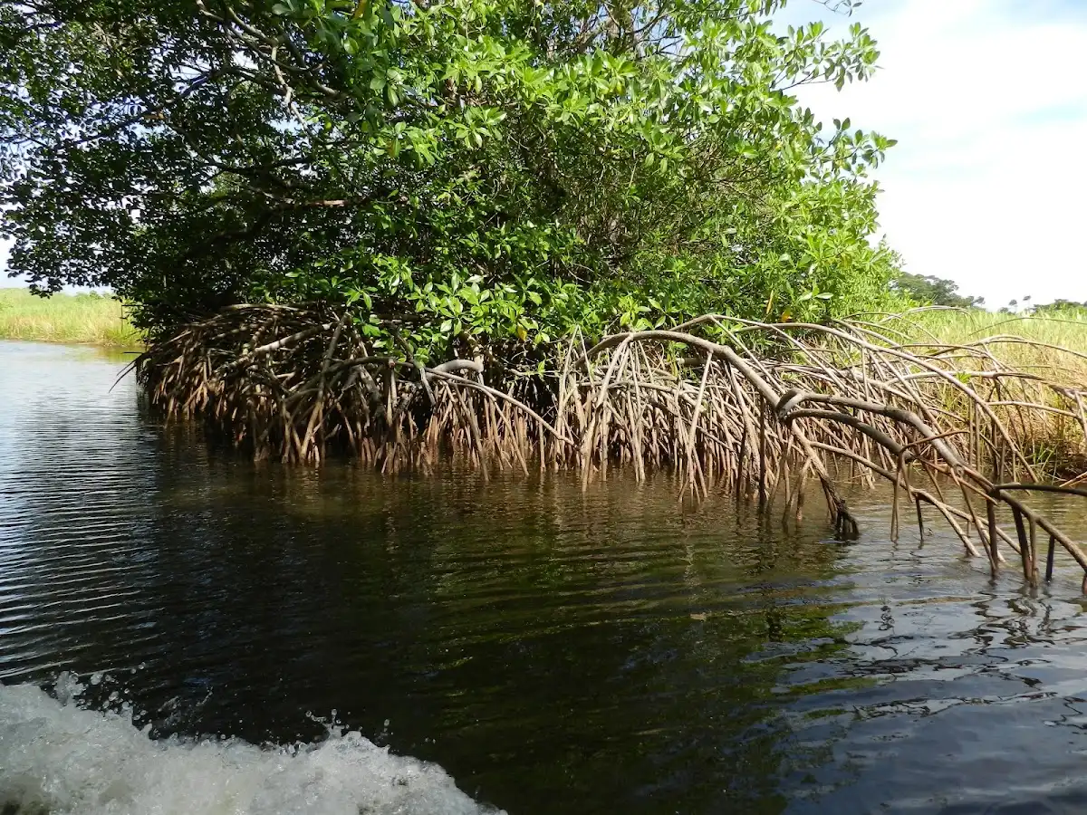 trinidad-and-tobago-national-park-nariva-swamp
