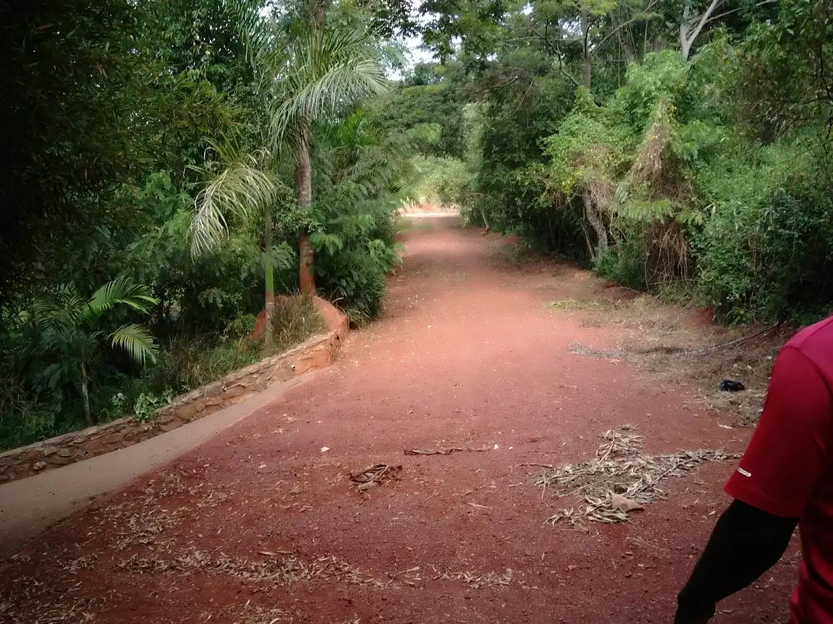 uganda-hike-mabira-forest-trails