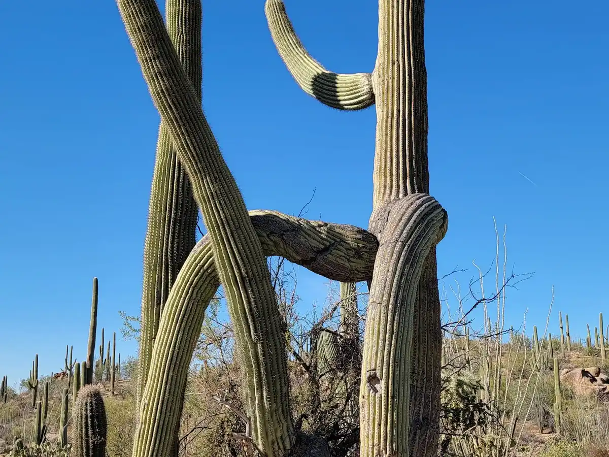 united-states-national-park-saguaro-national-park